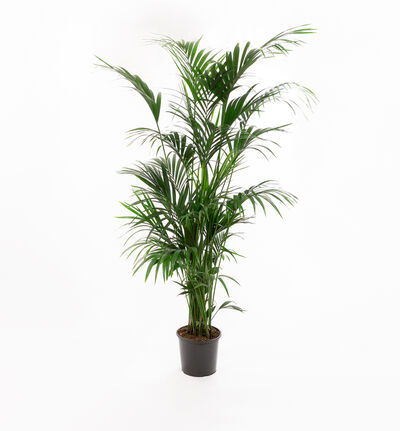 Kentia 230 cm Kentia 230 cm